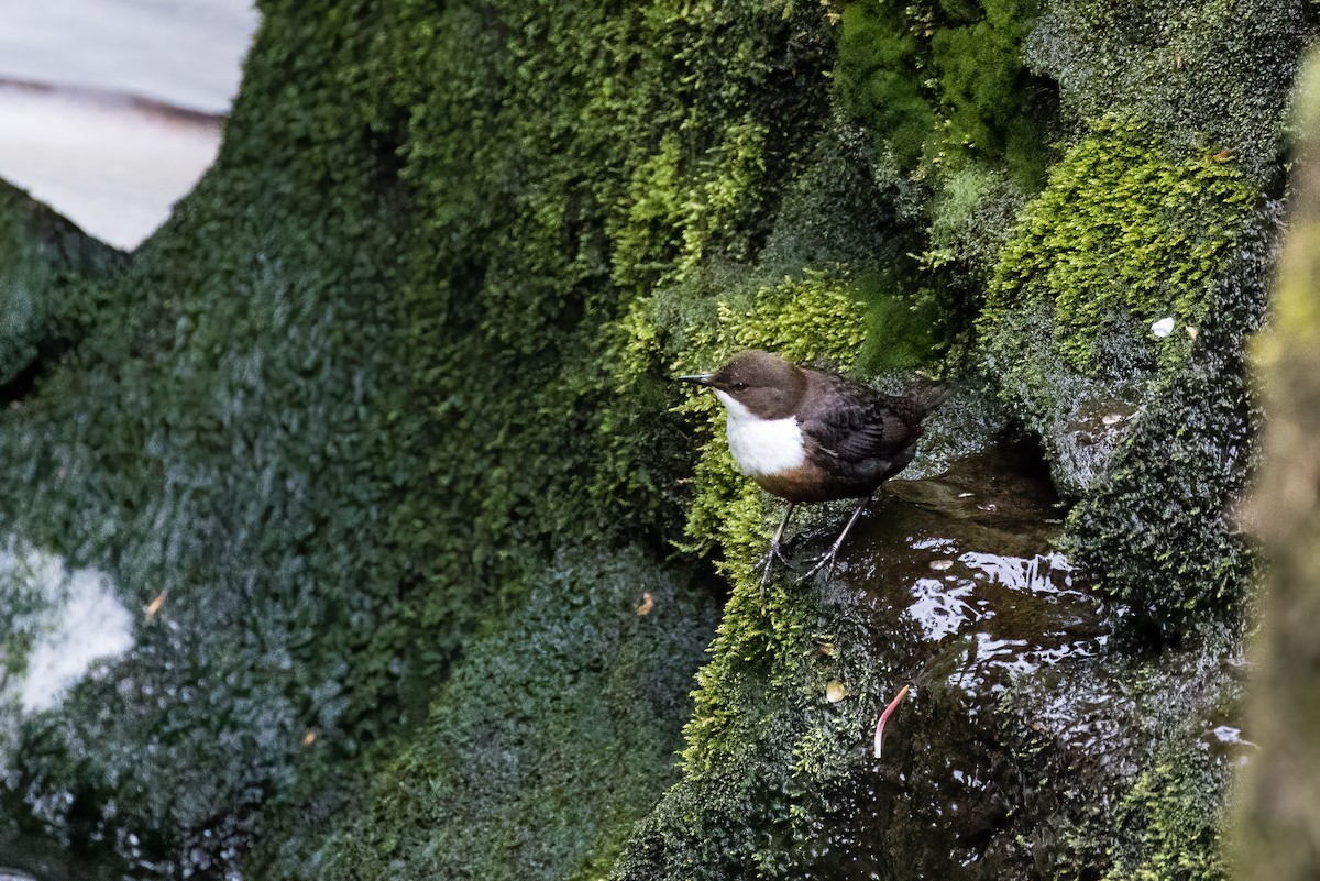 White-throated Dipper - ML571404181