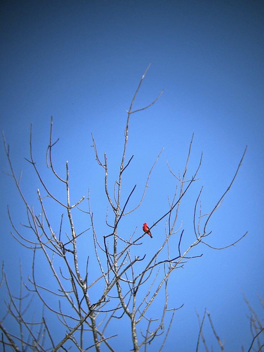 Scarlet Tanager - ML571404541