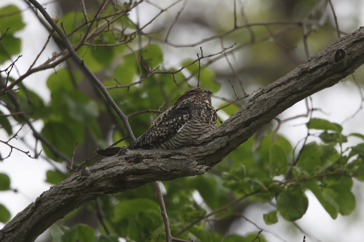 Common Nighthawk - ML571405291