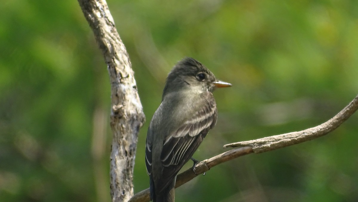 Eastern Wood-Pewee - ML571405401