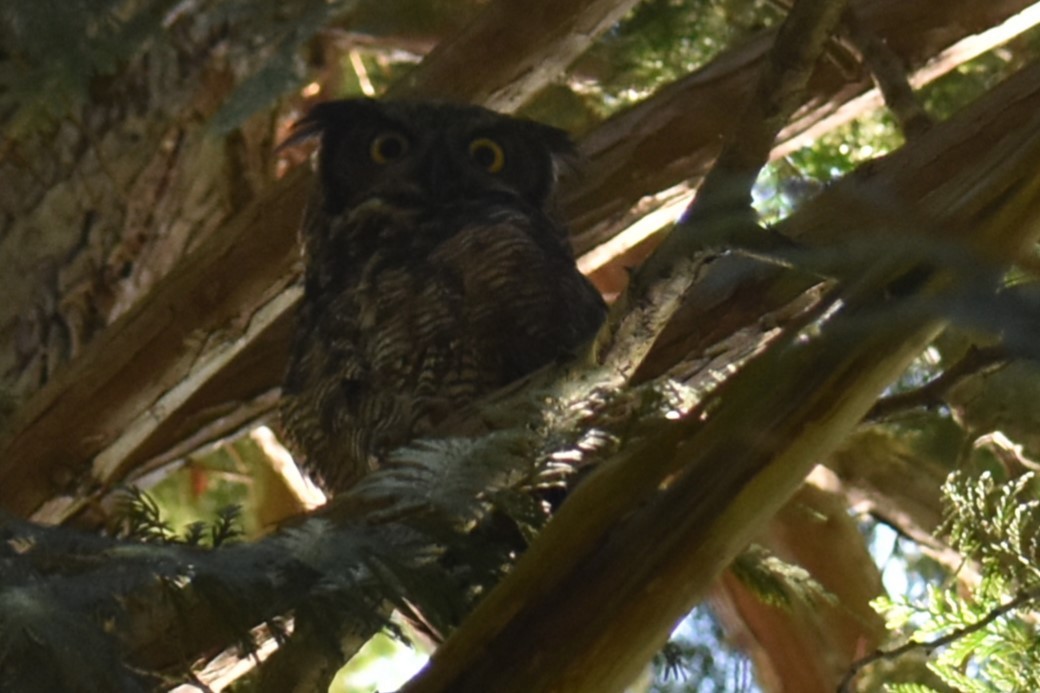 Great Horned Owl - ML571405661