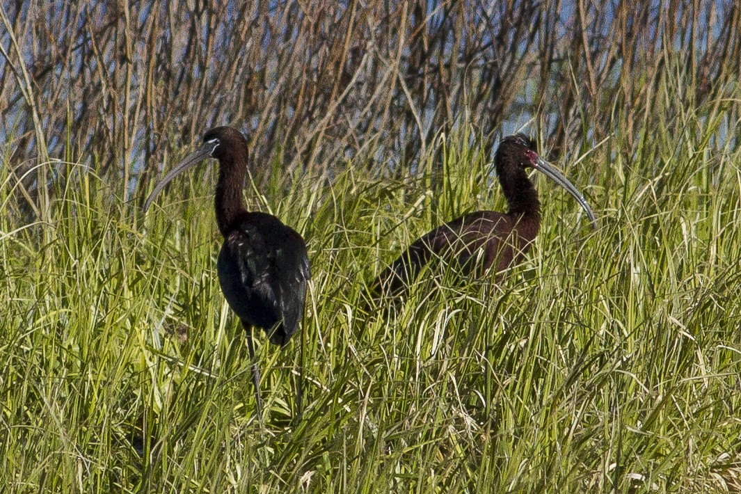 Glossy Ibis - Jacob Drucker