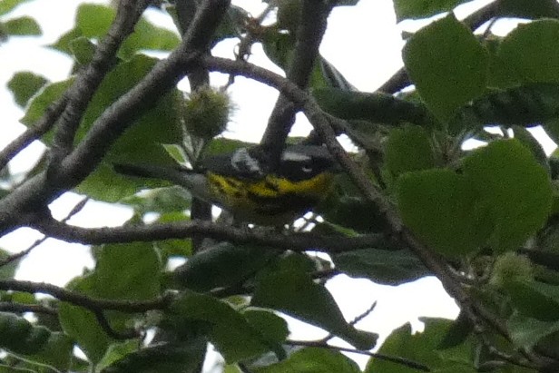 Magnolia Warbler - ML571408281