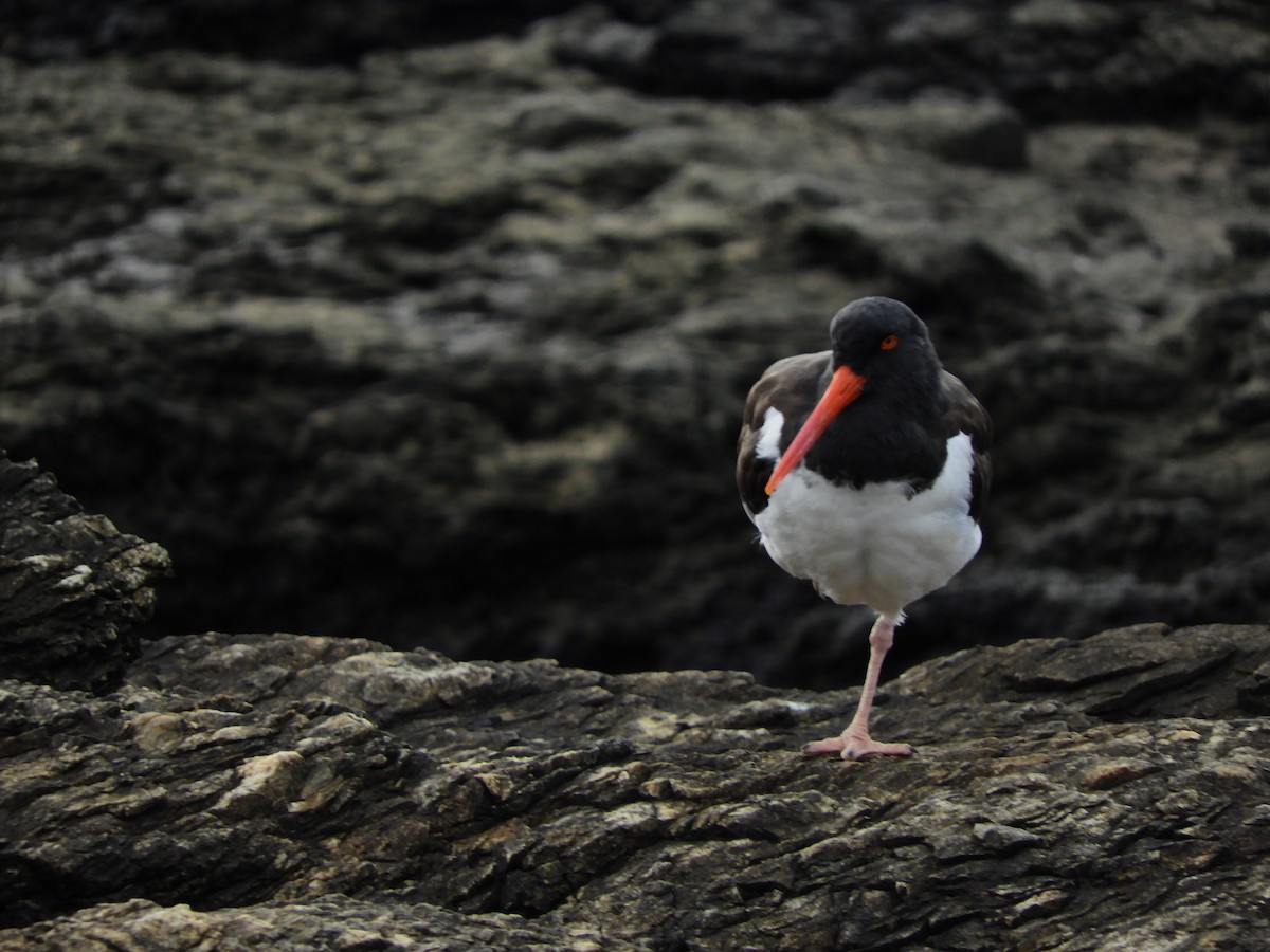 American Oystercatcher - ML571408351