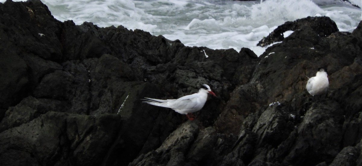 South American Tern - Ana Verónica Arburúas