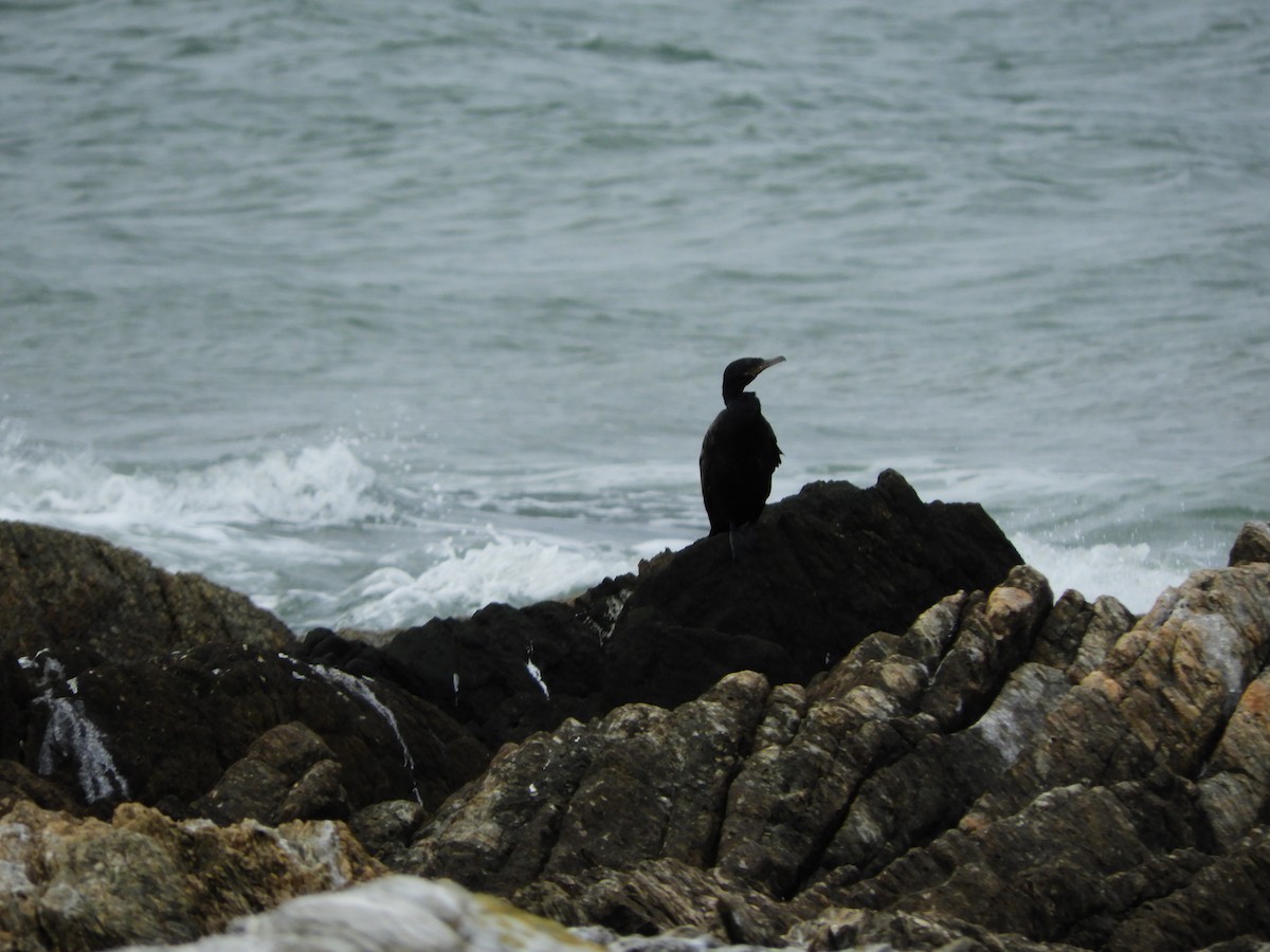 Neotropic Cormorant - ML571409111