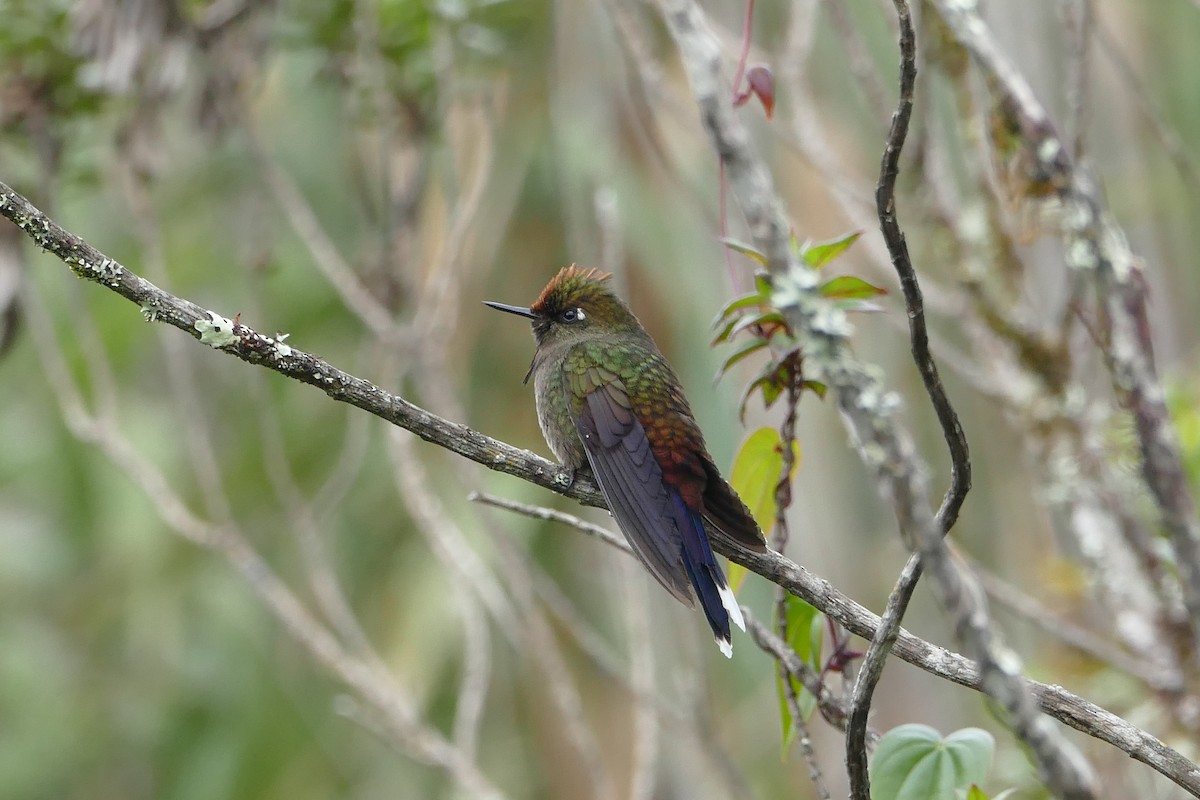 Rainbow-bearded Thornbill - ML57140921