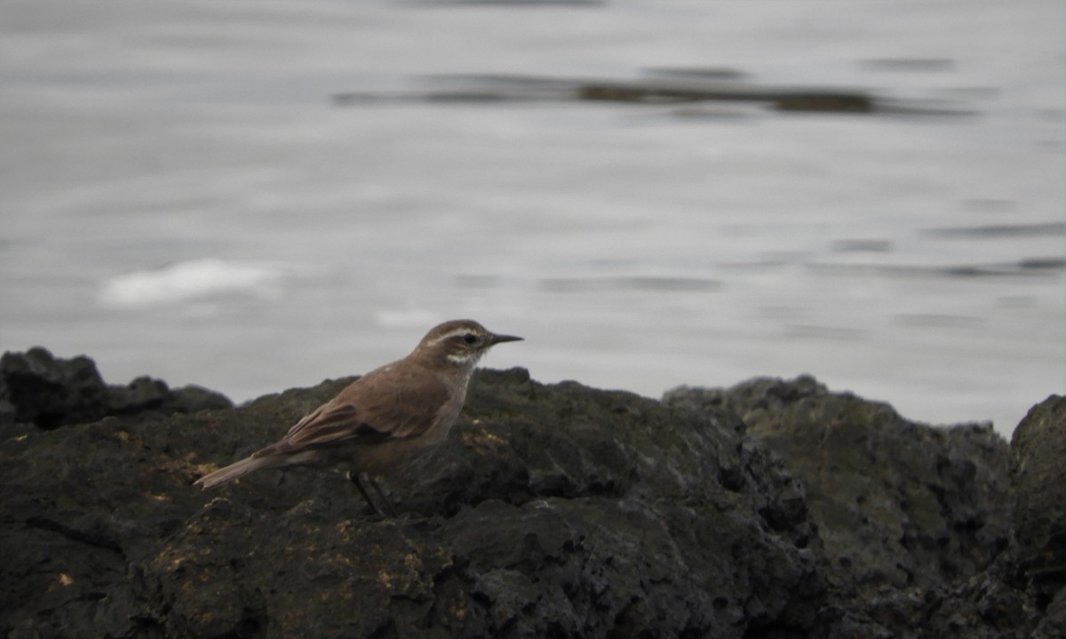 Buff-winged Cinclodes - ML571409261