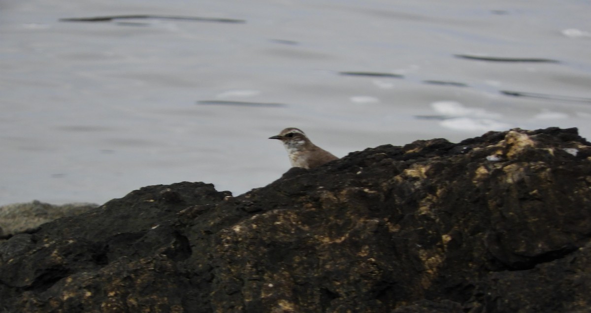 Buff-winged Cinclodes - ML571409341