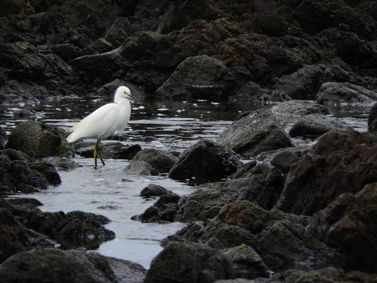 Snowy Egret - ML571409481