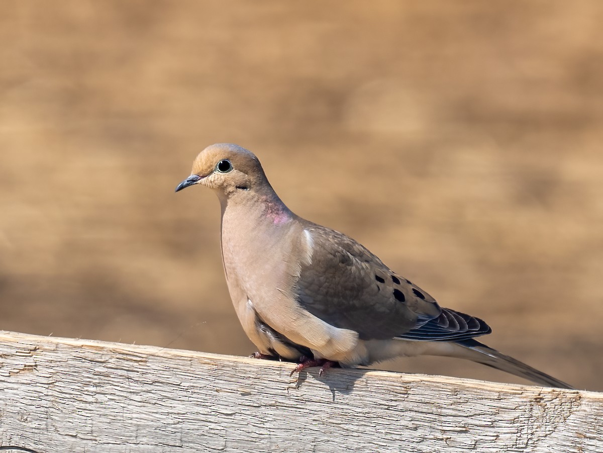 Mourning Dove - ML571409741