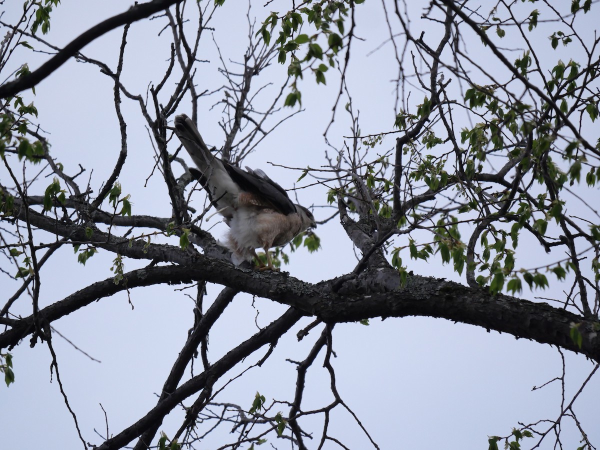 Cooper's Hawk - ML571409761