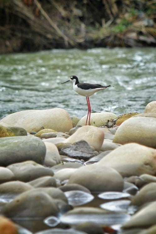 Cigüeñuela Cuellinegra - ML571410031