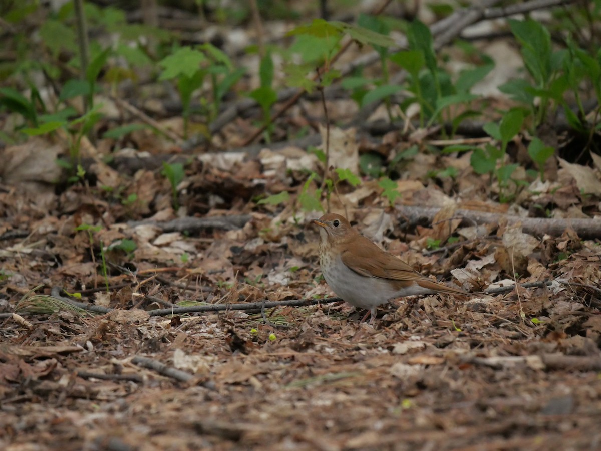 Veery - ML571410061