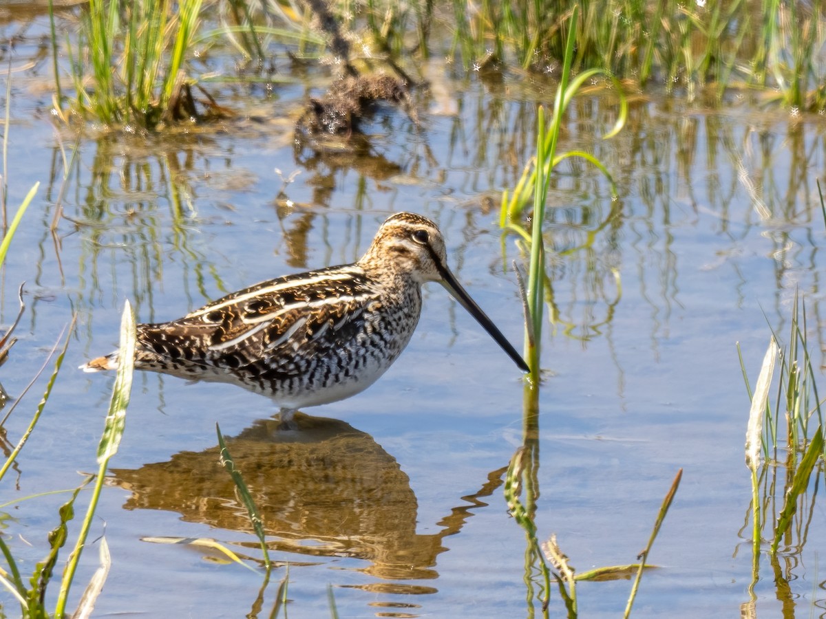 Wilson's Snipe - ML571410091