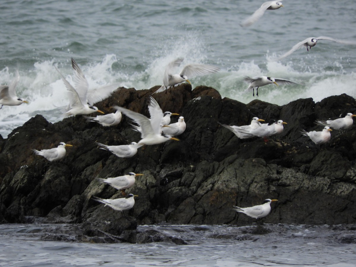 Sandwich Tern - ML571410161