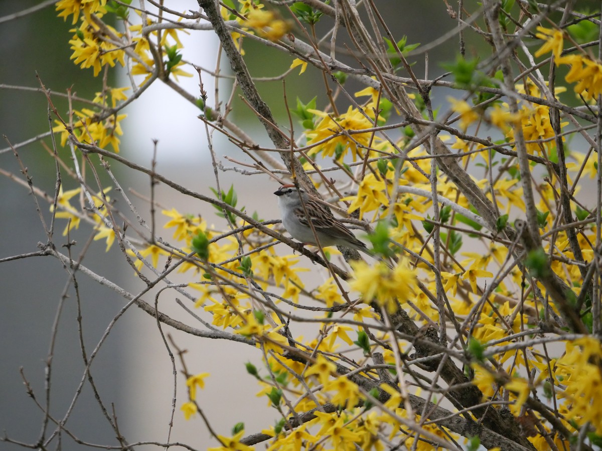 Chipping Sparrow - ML571410301