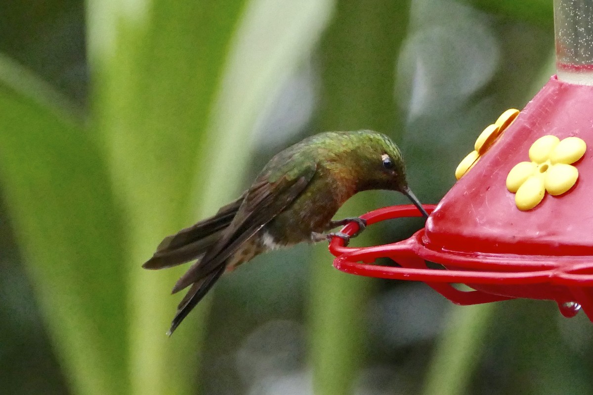 kolibřík dřišťálový - ML57141031