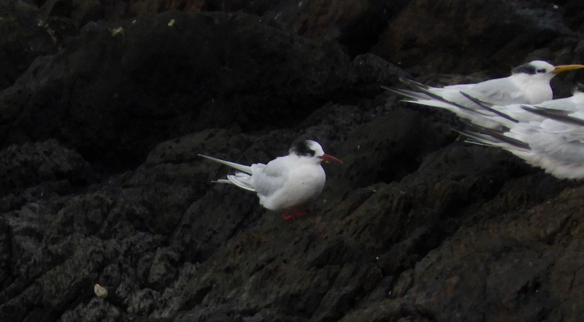 South American Tern - ML571410511