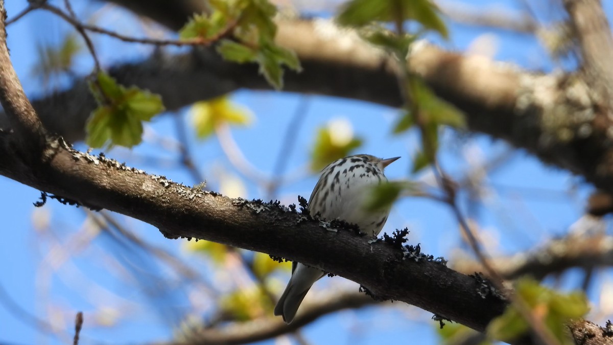 Ovenbird - ML571412841