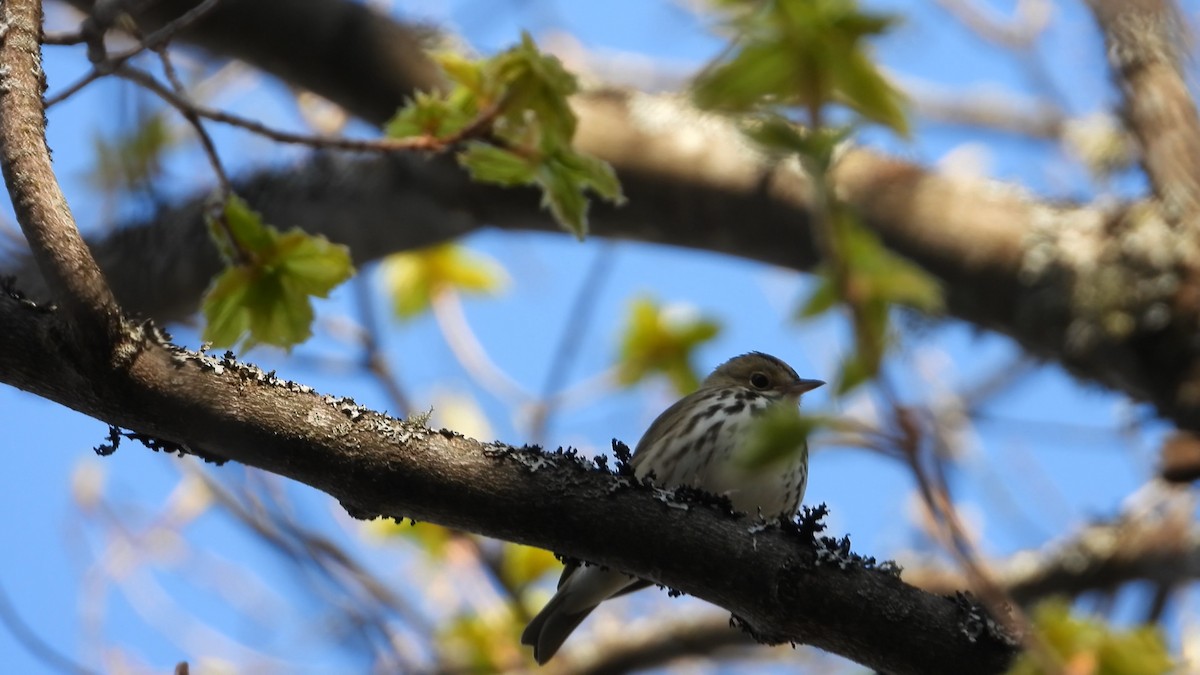 Ovenbird - ML571412861