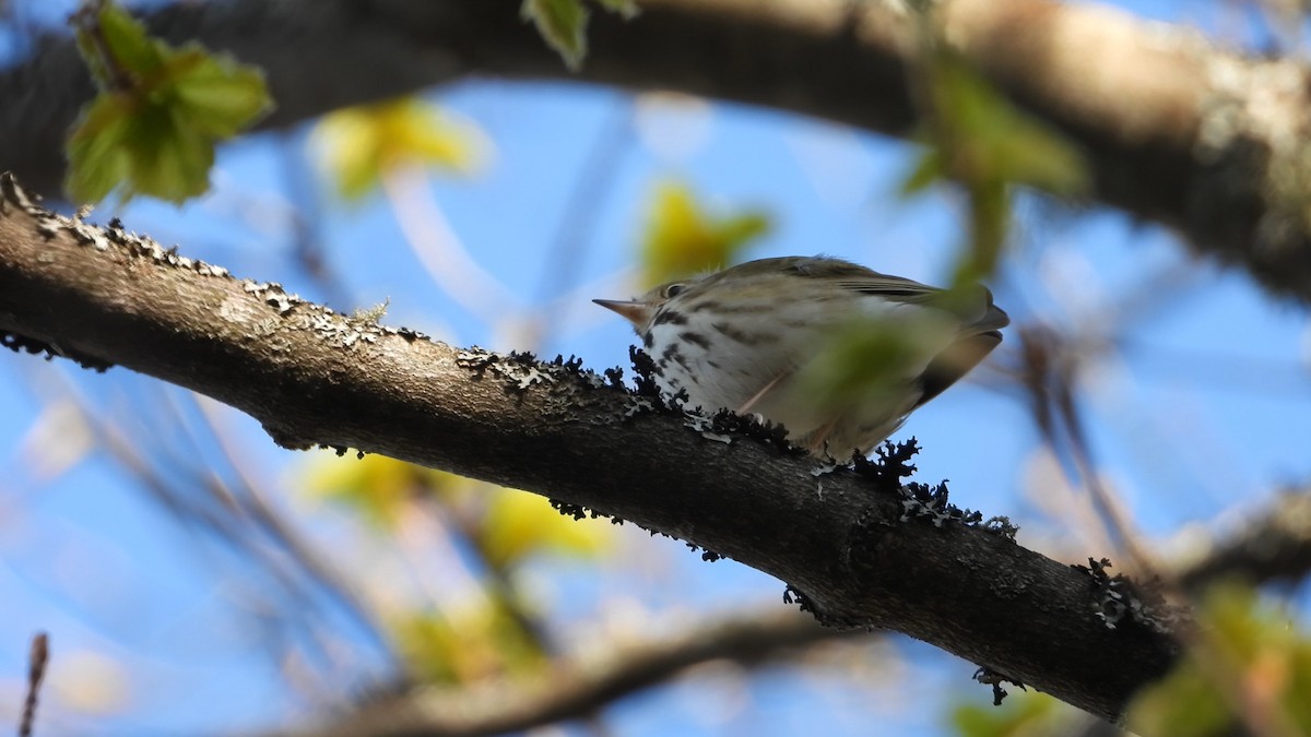 Ovenbird - ML571412871