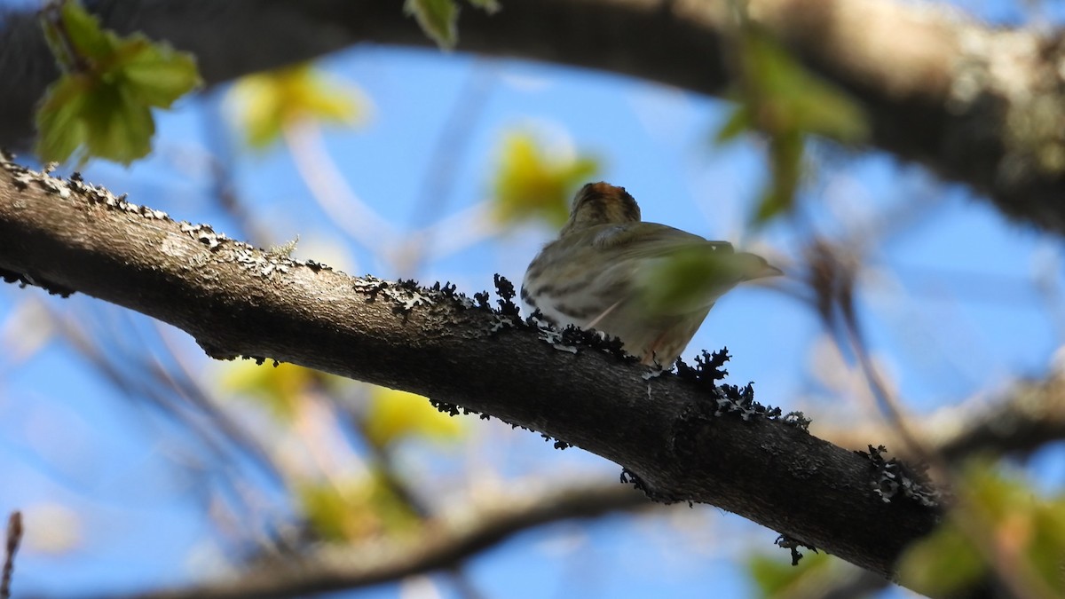 Ovenbird - ML571412881