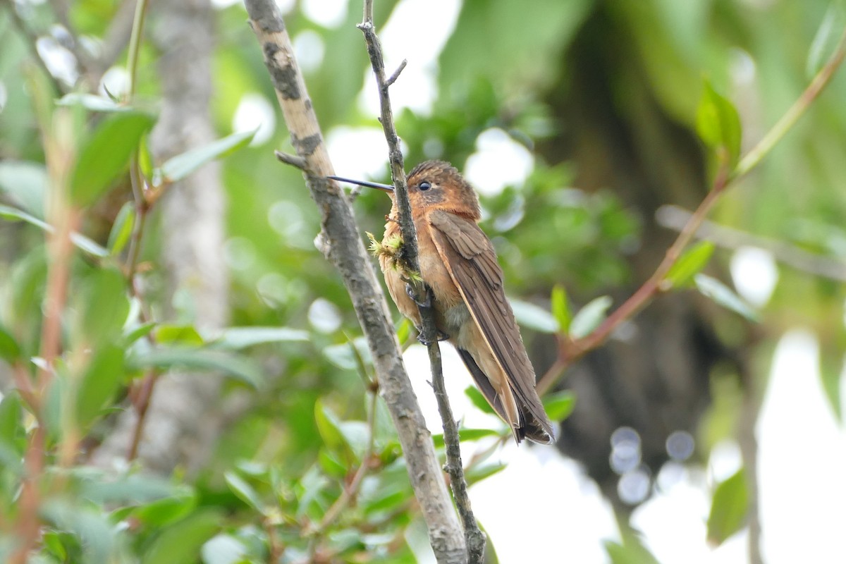 kolibřík duhovohřbetý - ML57141291