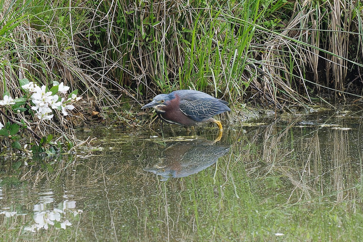 Green Heron - ML571413191