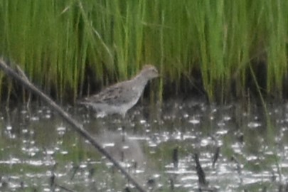 Pectoral Sandpiper - ML571413291