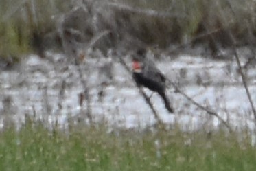 Red-winged Blackbird - ML571413441