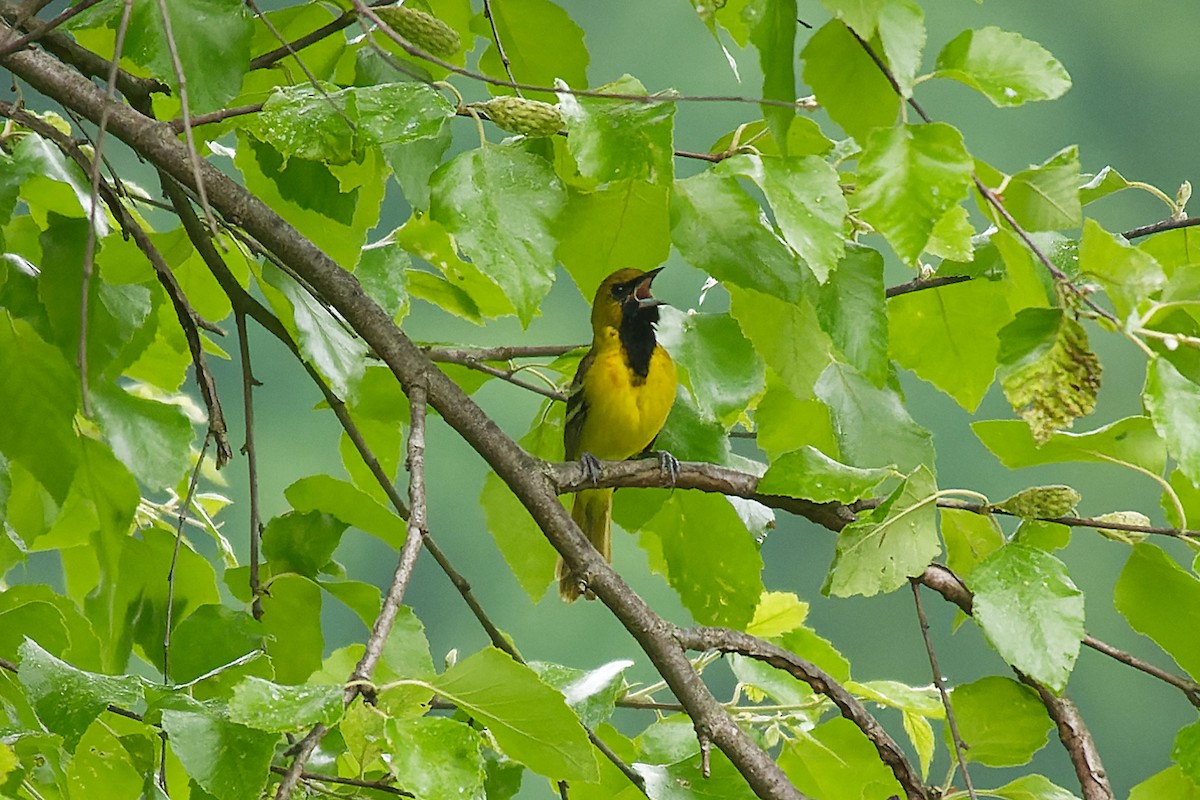 Orchard Oriole - Karen Voldal