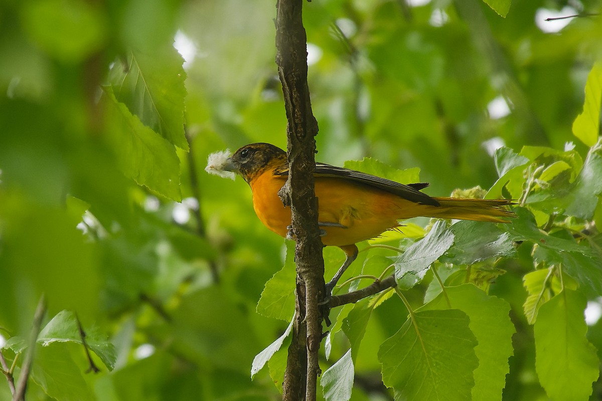 Oriole de Baltimore - ML571413701