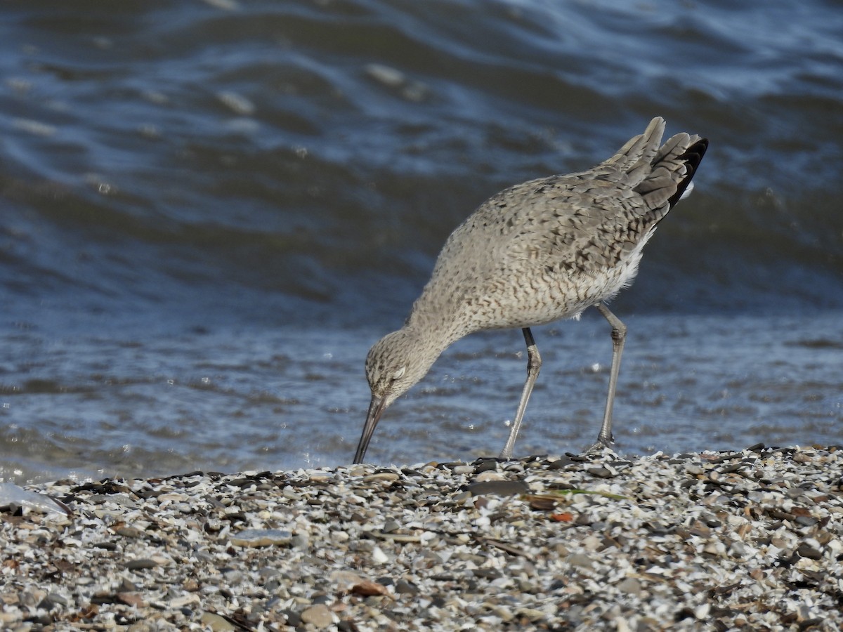 Willet - ML571414301