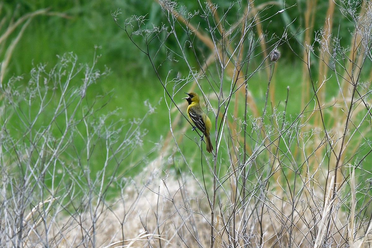 Orchard Oriole - ML571414321