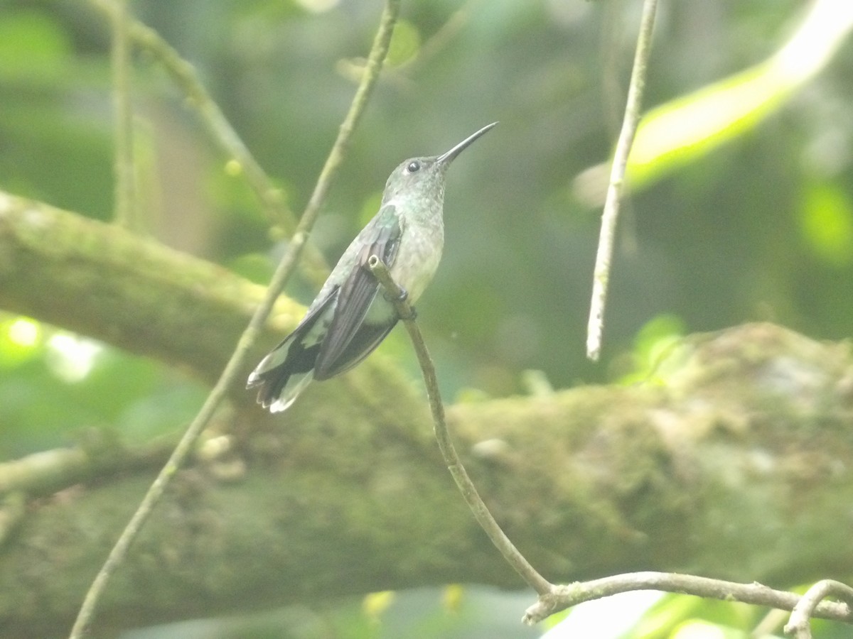 kolibřík skvrnitoprsý - ML571414581