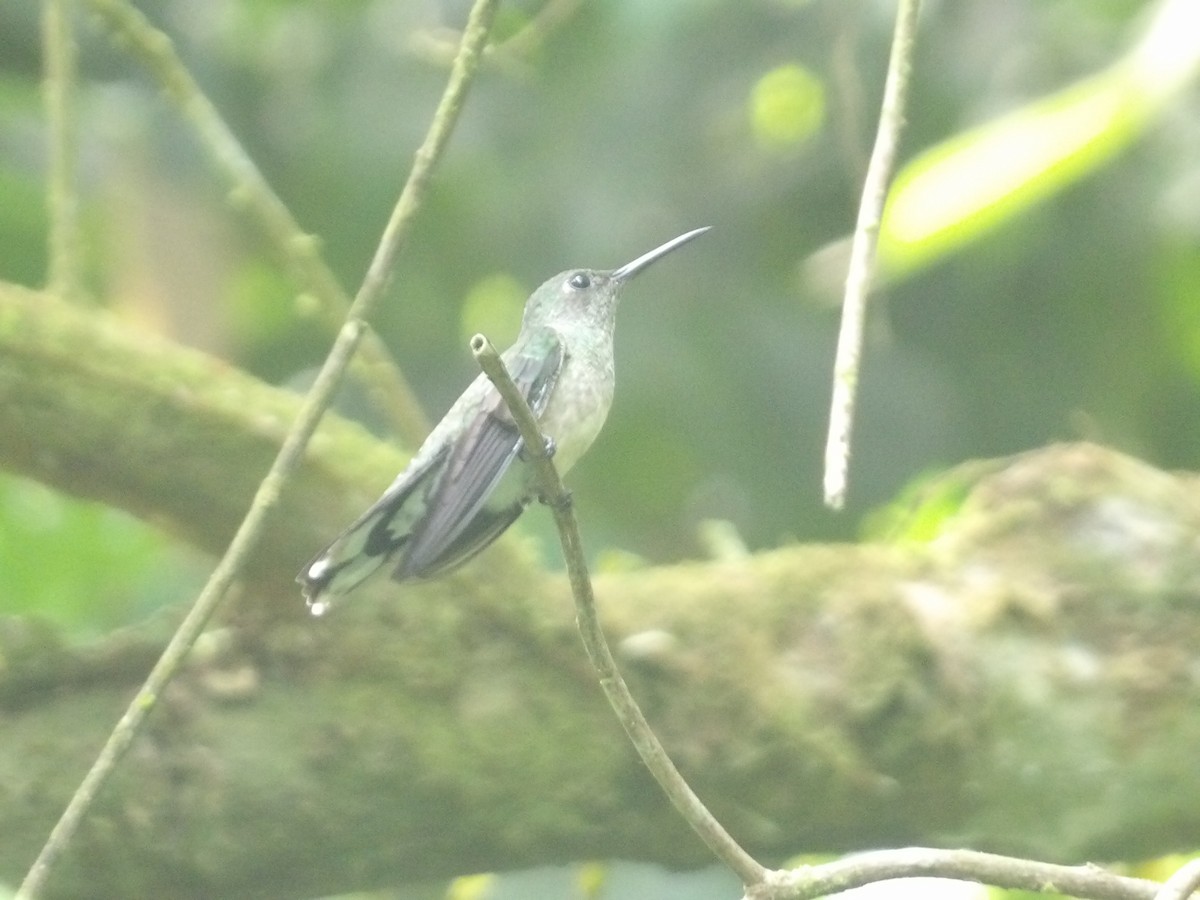kolibřík skvrnitoprsý - ML571414821