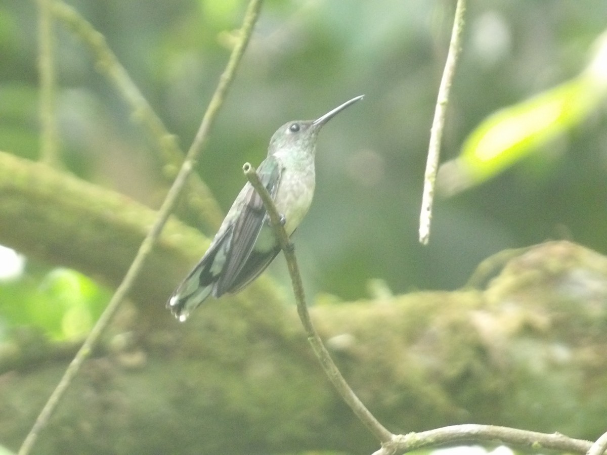 kolibřík skvrnitoprsý - ML571414861