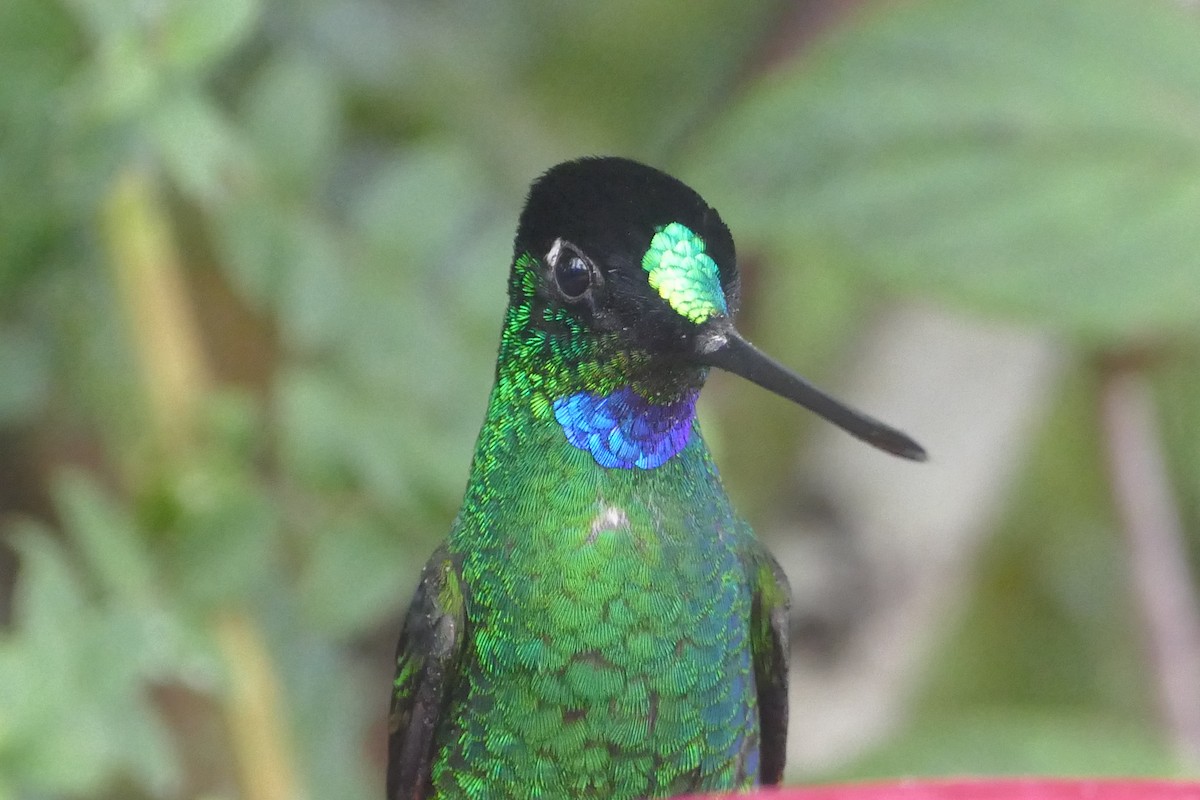 Buff-winged Starfrontlet - ML57141501