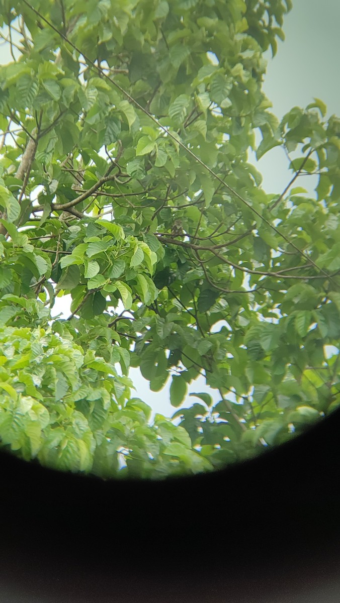 Peru Serçe Baykuşu - ML571415901
