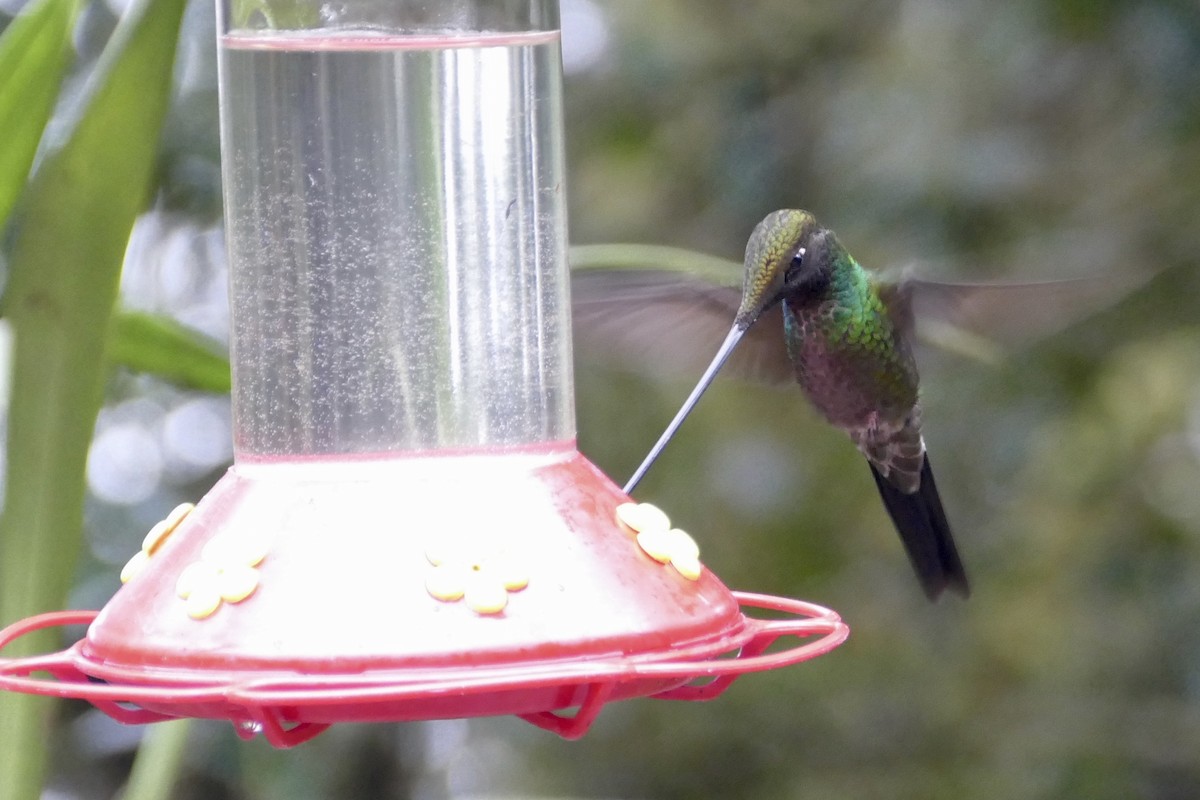Sword-billed Hummingbird - ML57141651