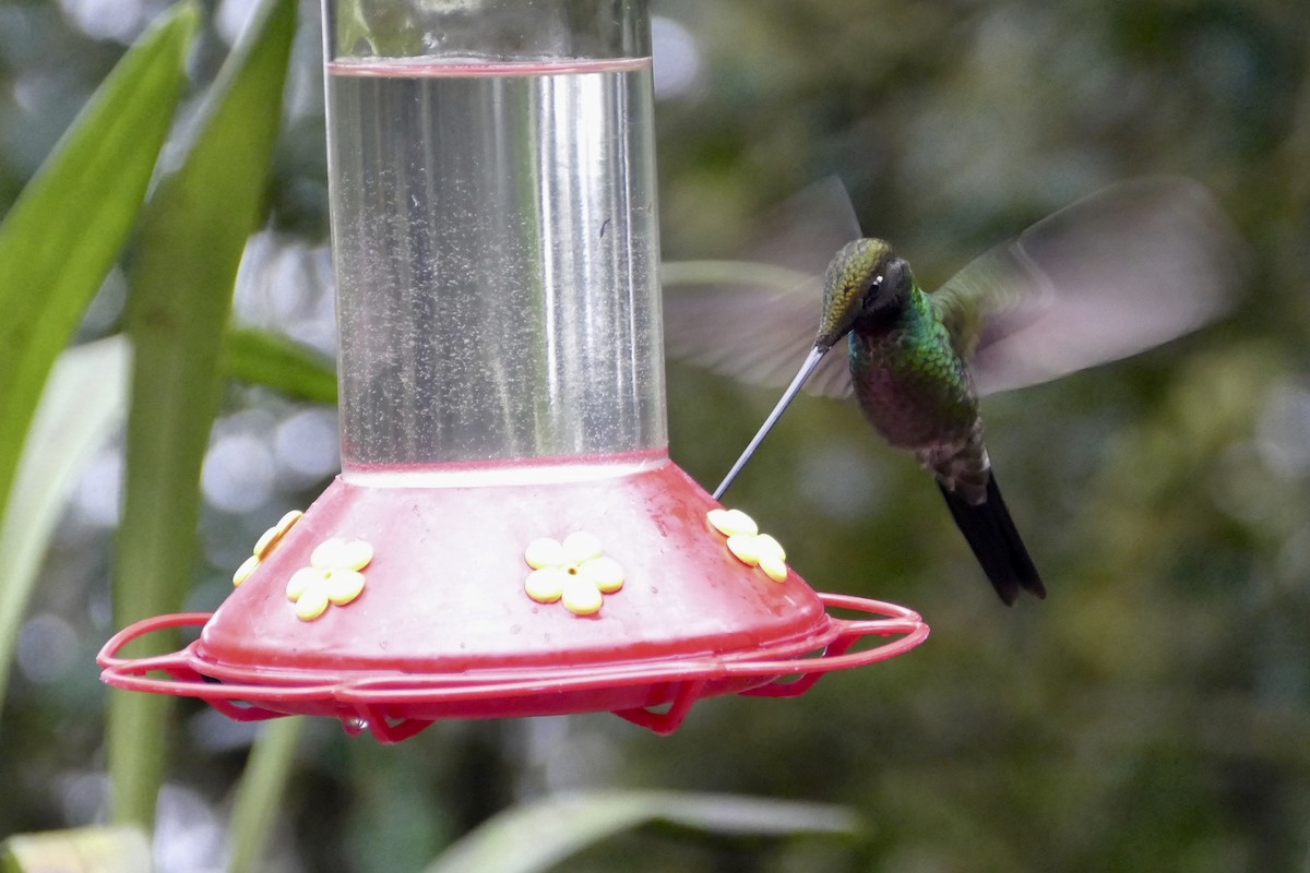 Sword-billed Hummingbird - ML57141661