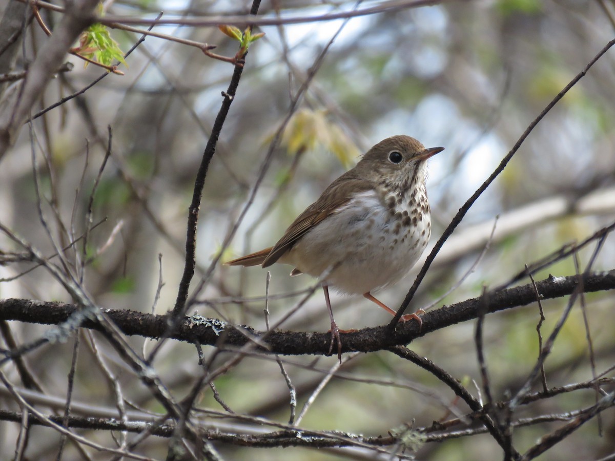 Hermit Thrush - ML571417281
