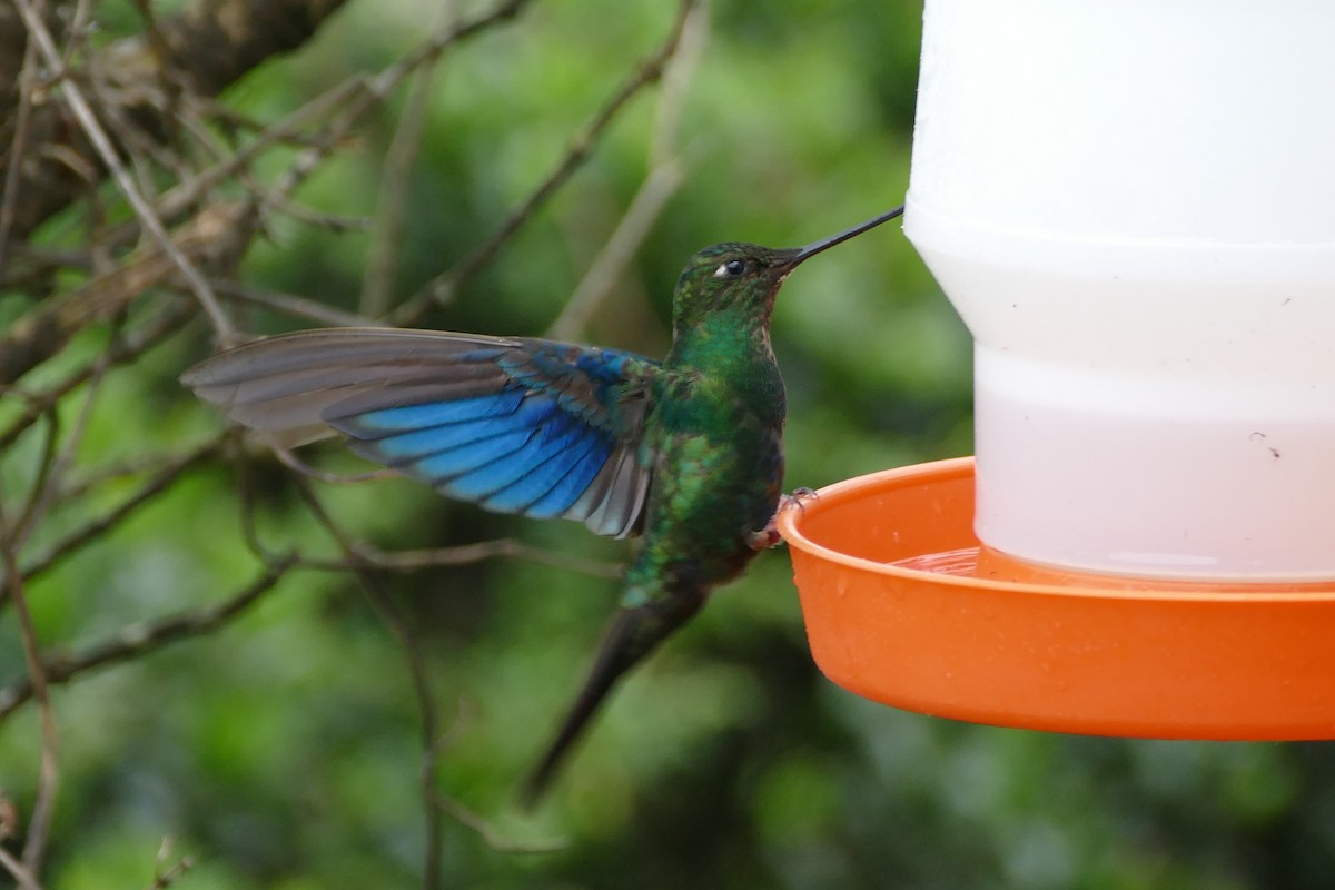 kolibřík modrokřídlý - ML57141741
