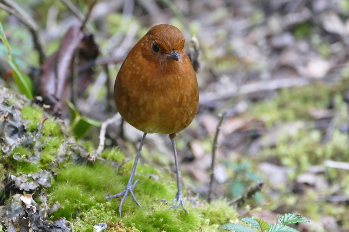 Equatorial Antpitta - ML57141781