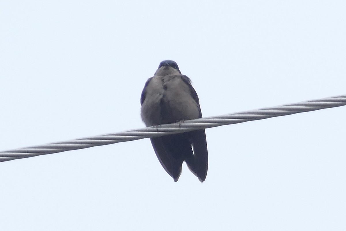 Brown-bellied Swallow - ML57141891