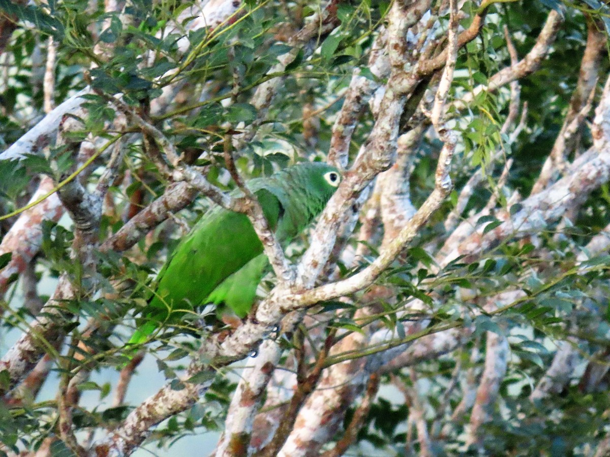 Mealy Parrot - John Kugler