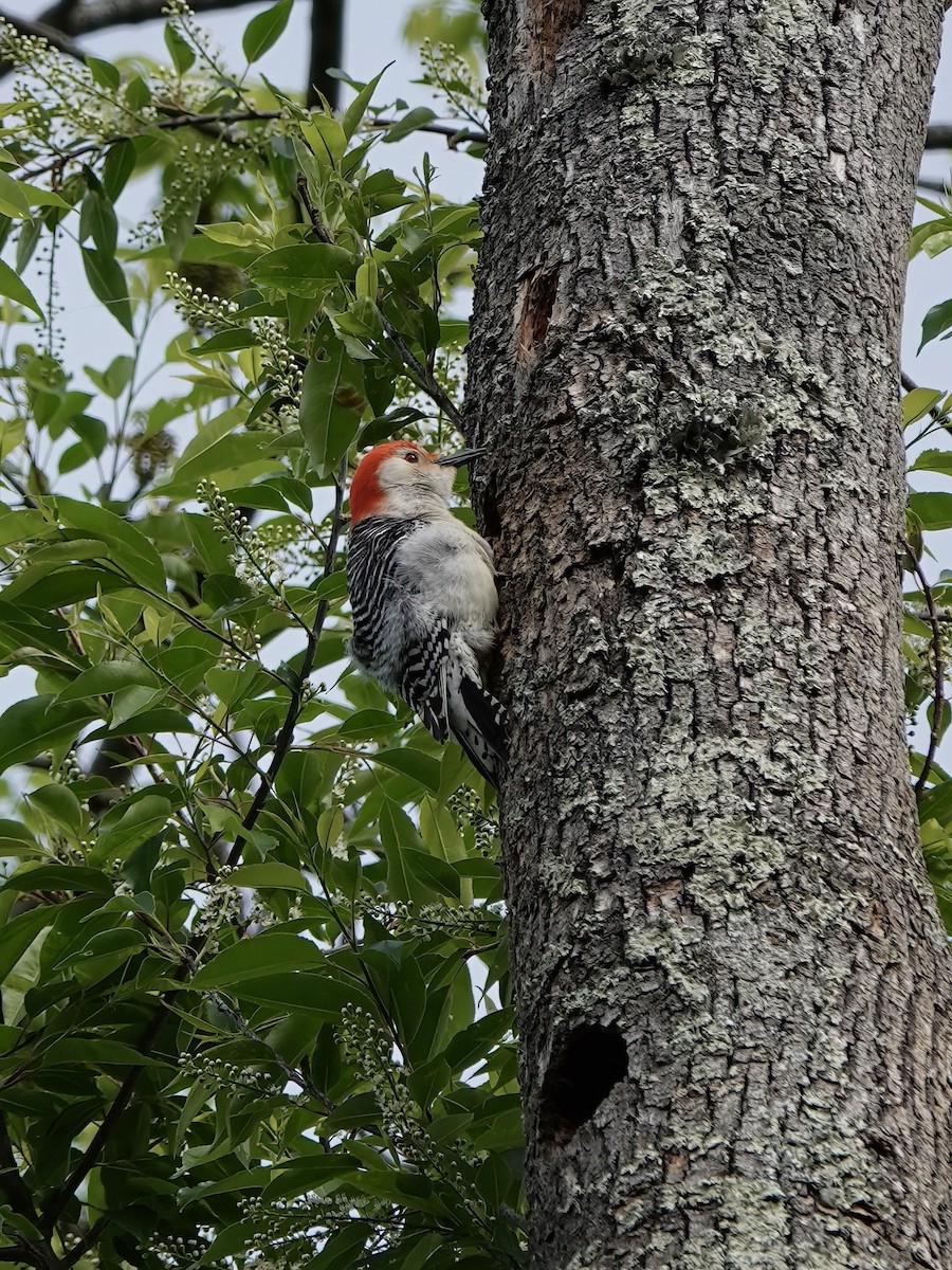 Red-bellied Woodpecker - Troy Gorodess