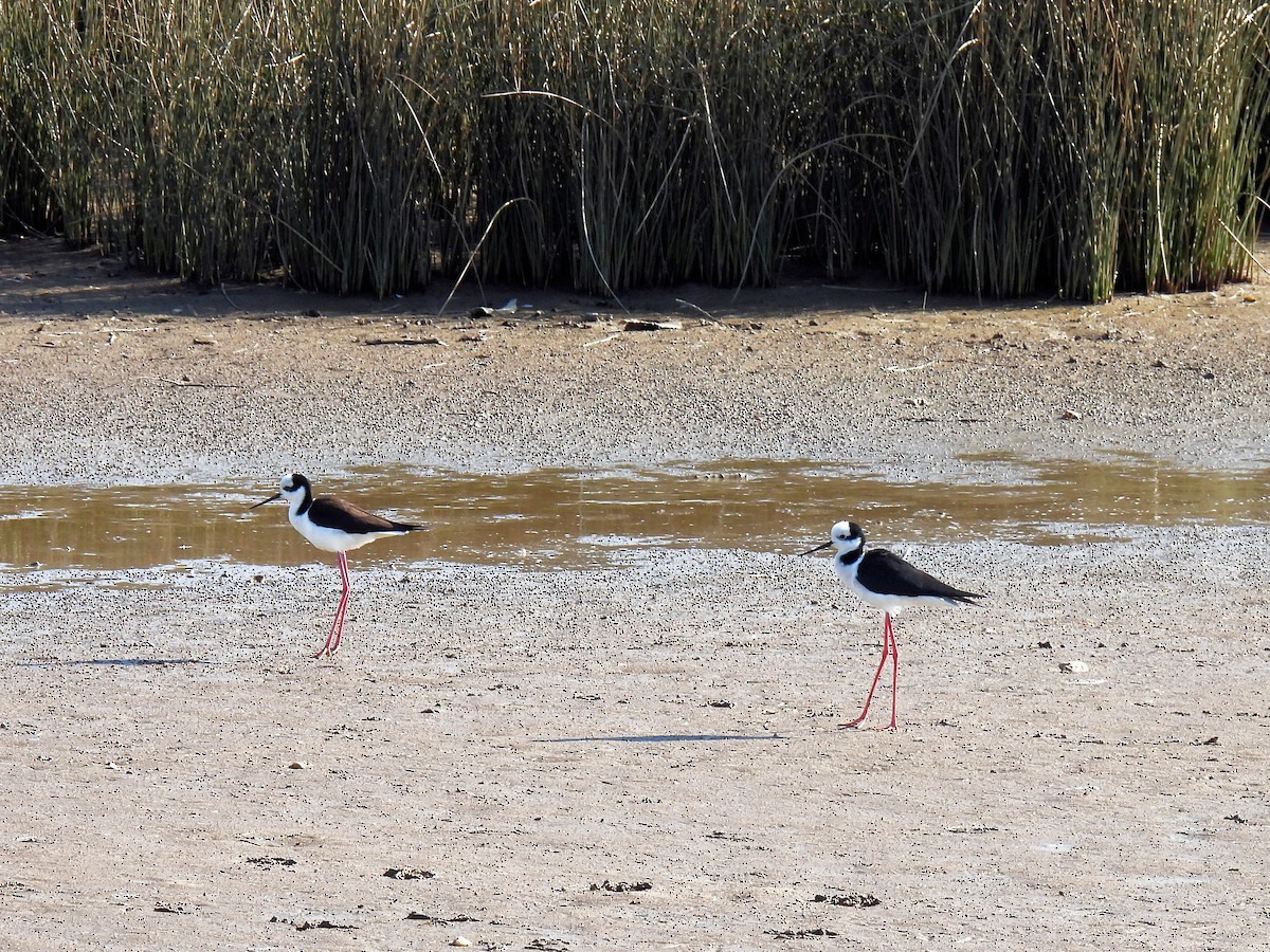 Black-necked Stilt - ML571422101