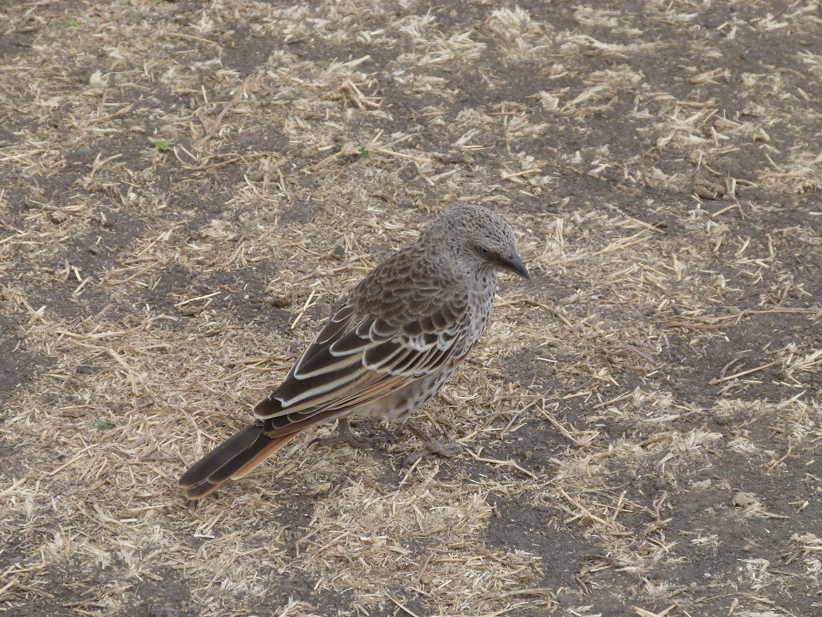 Rufous-tailed Weaver - Ross Bowie